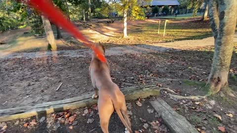 Pit bull and Doberman fight (Dog Park Chronicle) Part 2