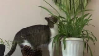 Attack of Asya's cat on home chlorophytum 😉