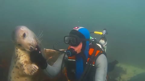 Seal Fish's Fun With Diver