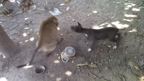 Monkey vs Dog real Fight amazing shots