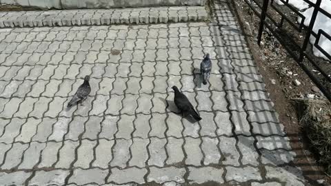 These pigeons are walking on the asphalt.