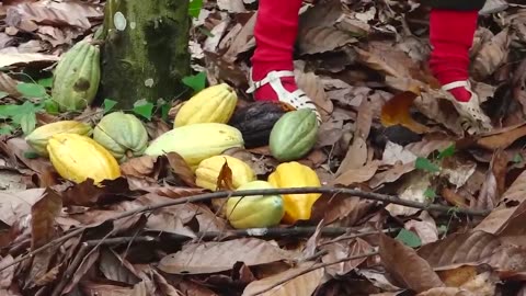 How Chocolate is Made