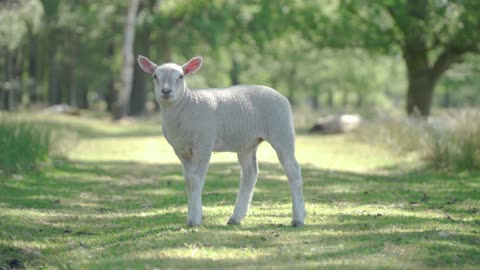 A Cute Lamb Grazing