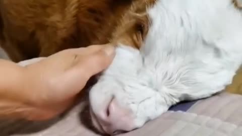 The baby cow is caressed by the owner