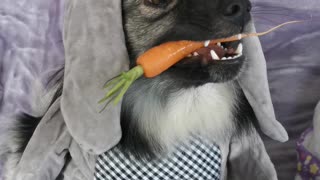 Cute Puppy Pretends To Be A Bunny Rabbit