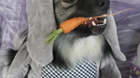 Cute Puppy Pretends To Be A Bunny Rabbit