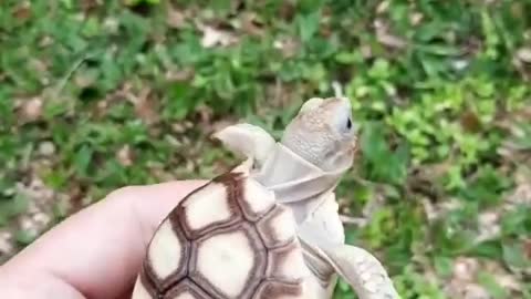 Solkata mini tortoise... i guess