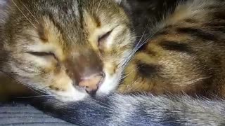 Sleeping Bengal cat. Looking peaceful. 😻❤️