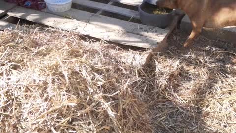 Lucy Spreading Hay