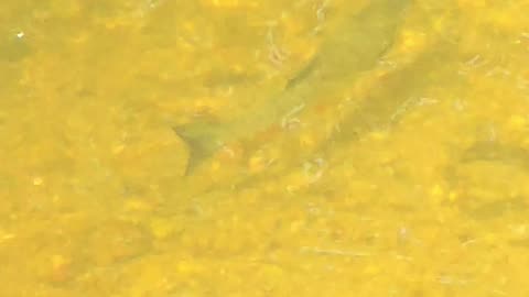 Chub filmed from the bridge / beautiful fish in the river.