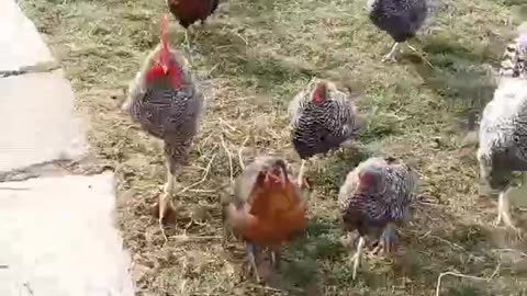 Attack of the Roosters #homesteading #familyfarm #roosterattack