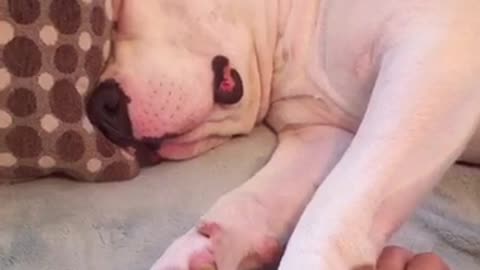 We Can All Relate To This Puppy Refusing To Get Out Of Bed
