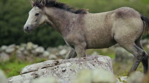 Horse Running On Grassland