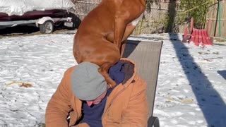 Luna The Boxer Is A Parrot