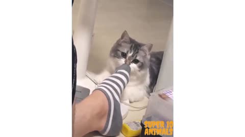 This cat goes crazy on feet smell! Super funny!