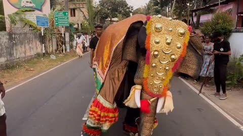 Elephant Dance.A elephant have same new
