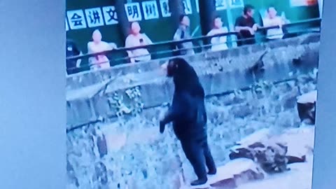 Bear in a Chinese zoo