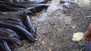 The Wondrous Eel Comes Out Of Water To Feed