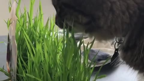 Cat Happily Chewing on Blades of Fresh Green Grass
