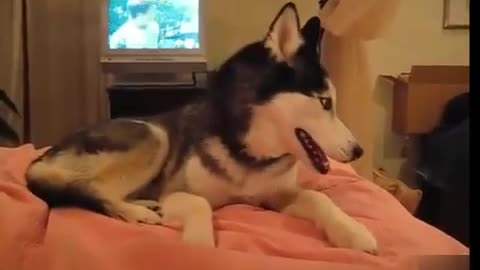 Unbelievable Husky Talking Viral Video Dog talking I love you