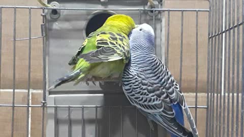 Parakeets in Love