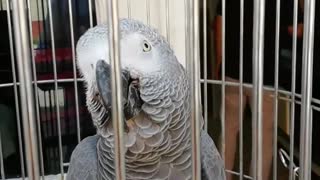 A gray parrot whistling!
