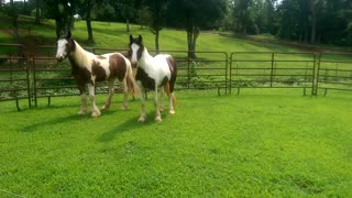 Round Penning Two Gypsy Horse Fillies at the Same Time