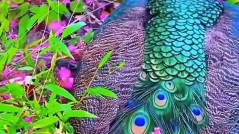 A wonderful view of the beautifully colored peacock with birds singing around it