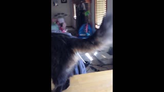 Kitty cat gets lollipop stuck on butt