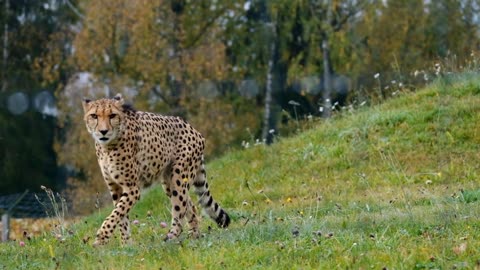 Cheetah Running