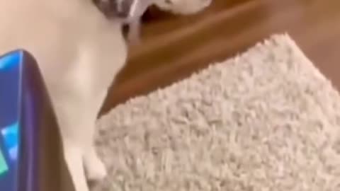 Funny dog video 😂😂