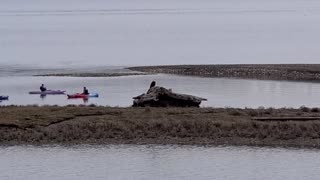 Kayaks and Eagle