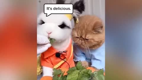 Rabbit And Cat Eating Moment Meme Funny