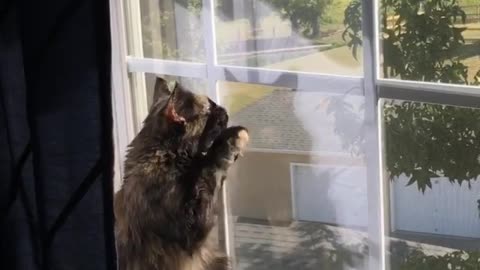 Trying to catch a butterfly #fail #catlife #catsofinstagram #kitten #tortiecats #catvideo #catthursday
