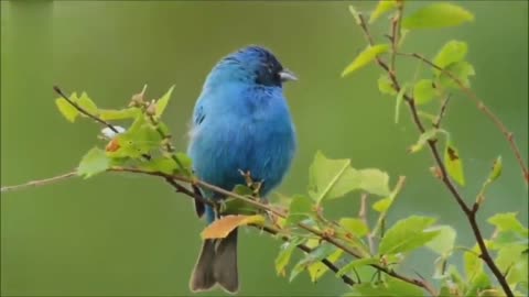 blue tanager singing