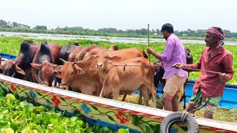 Very Popular Village Cattle market | Cow Unloading | Cow Market in Paragram Haat