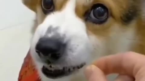 Doggy funny video😂😂😂