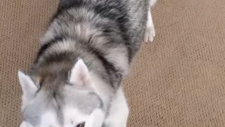 Husky wants to go NOW and then throws a tantrum.