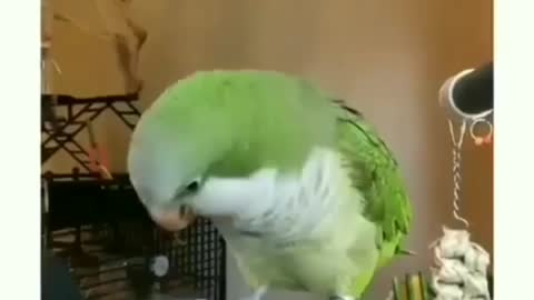 Parrots Funny Video l Very Cute Videos