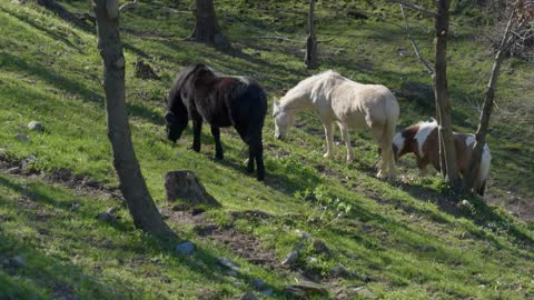 Close-up of wild horses grazing in a forest in the Italian Alps