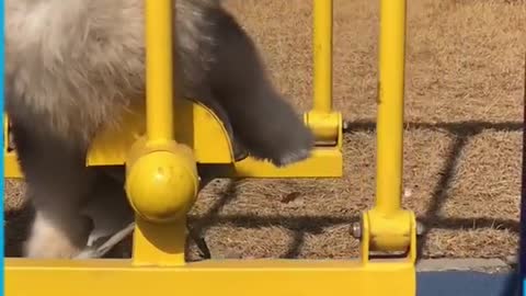 Adorable Malamute Clumsy Dogs and Puppies!