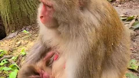 Newborn Baby monkey