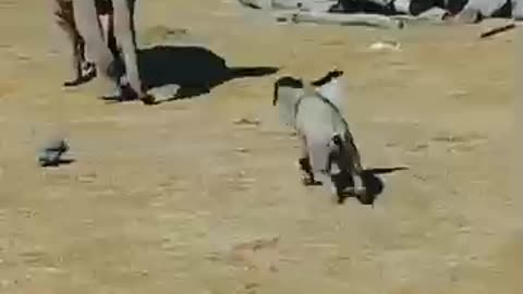 Cute Baby Elephant Tripes While Playing With Bird 🕊️