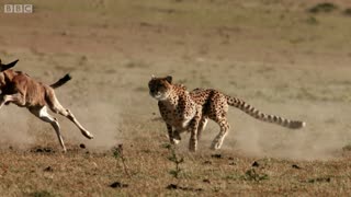 Hunting by cheetah
