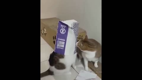 Funny Animals doing funny drama cats and dogs 🤣🤣🤣🤣🤣😅