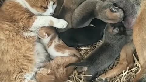 Animal babies are happiest when their parents are around