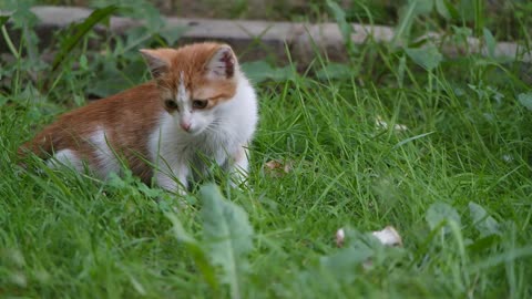 Funny kitten resting and searching insects in the grass