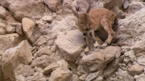 Rock-Climbing Goats