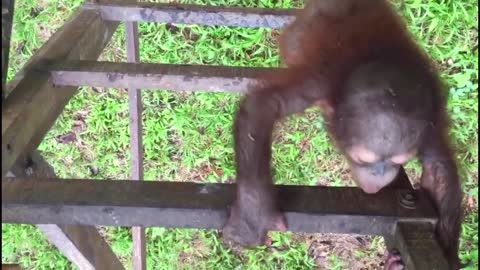 Didik the Orangutan's First Day at Baby School