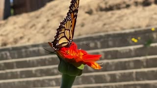 Monarch Butterfly on Sunflower
